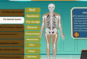 Système squelettique