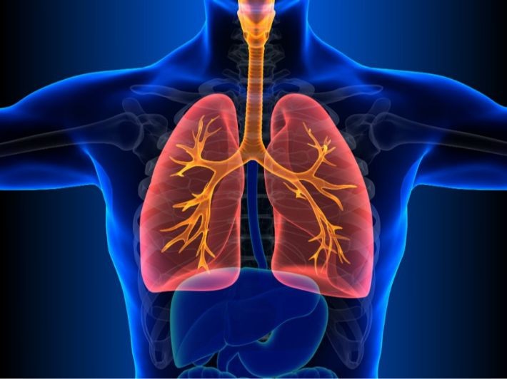 Lungs: Structure, Function, and Common Diseases