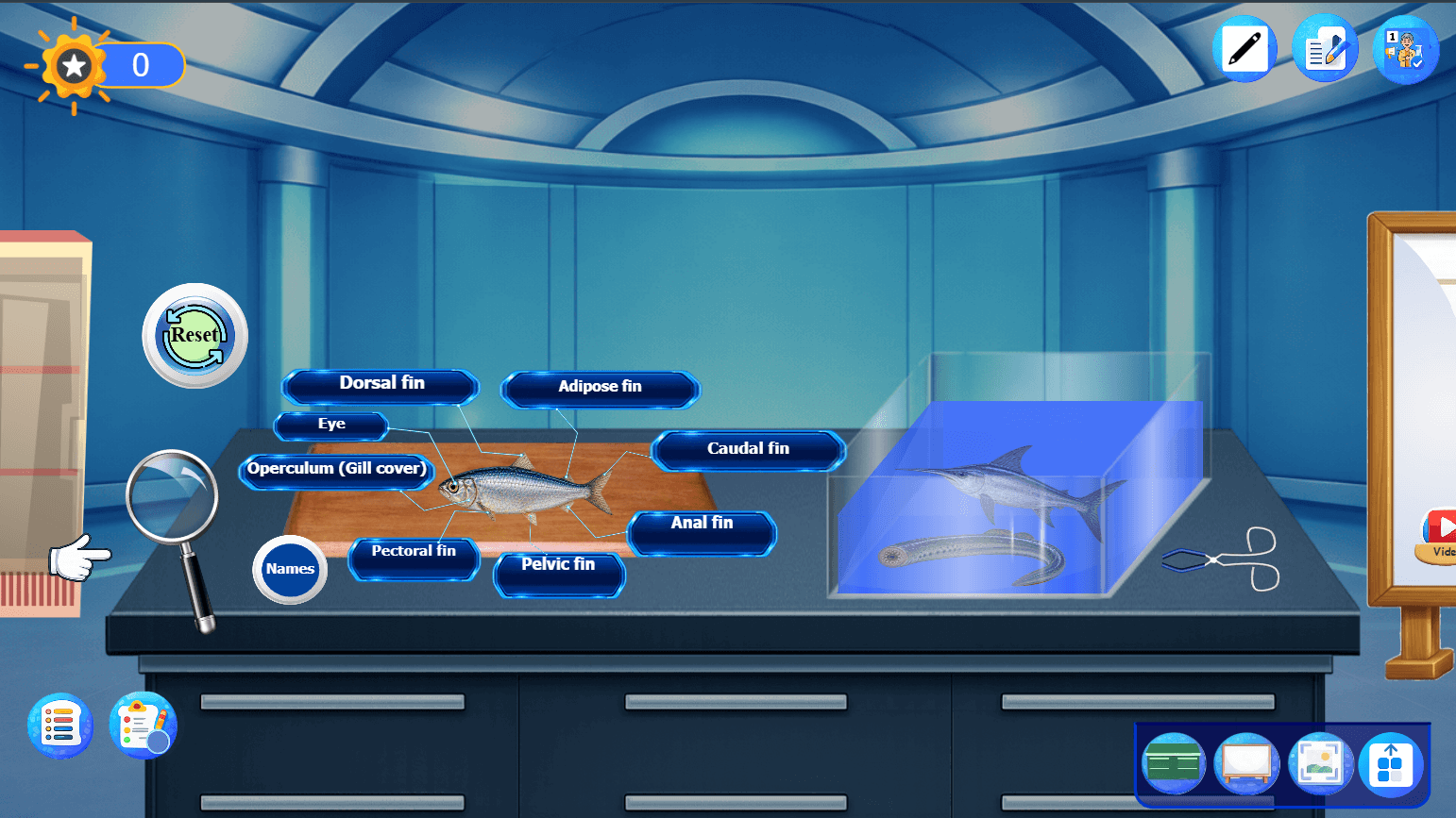 What Are the Characteristics of Different Groups of Fish?