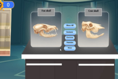 Comparison of mammalian teeth