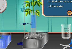 إثبات صعود الماء في النباتات بقوة النتح