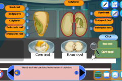 البذور ذوات الفلقة الواحدة وذوات الفلقتين