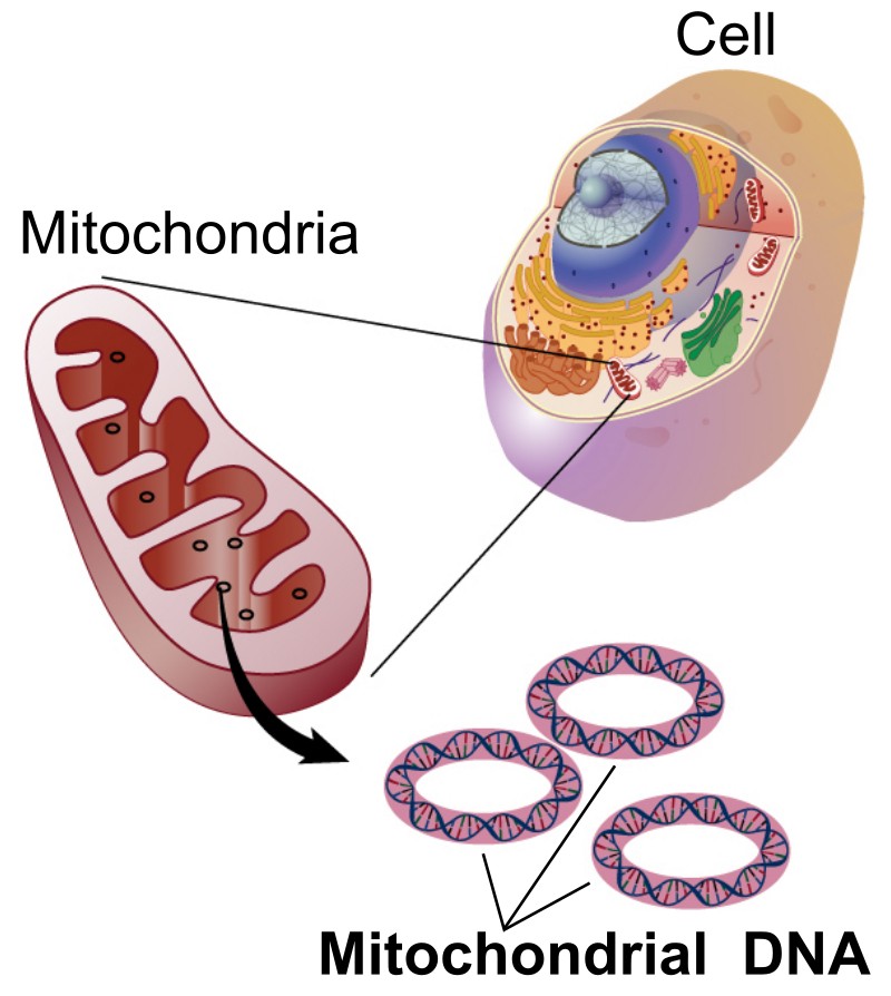 Die Mitochondrien: die essentielle strukturelle Einheit des Zelllebens