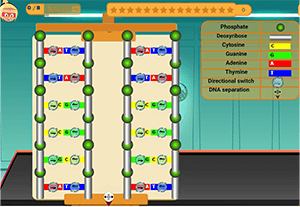 DNA Replication Modeling