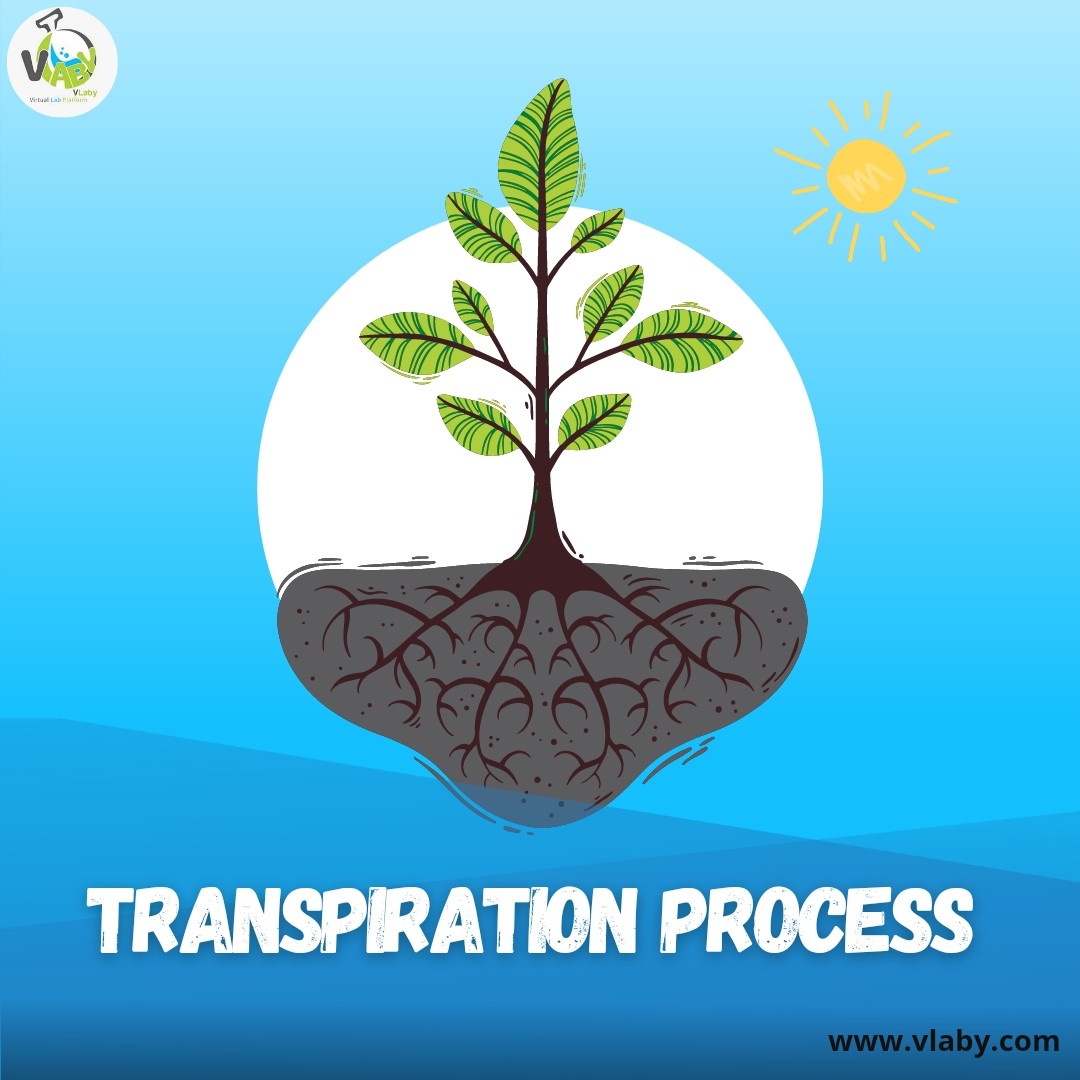 transpiration process