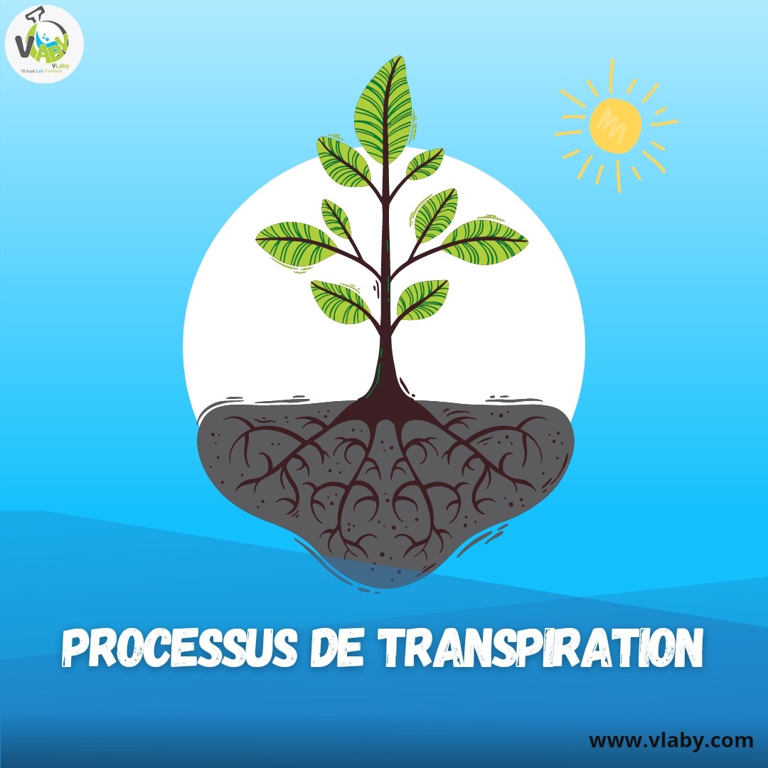 processus de transpiration