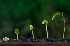 Untersuchung des Pflanzenwachstums