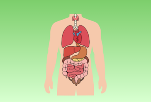 Biologie humaine (Anatomie et physiologie)