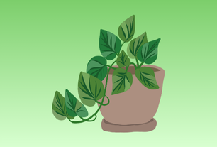 Botani