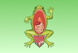 Anatomy