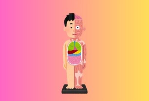 Human Body and Health